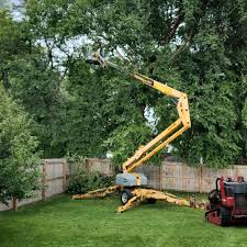 Professional Tree Care in Mountain City, GA